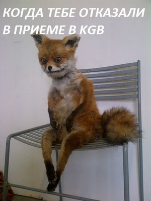 лис.jpg